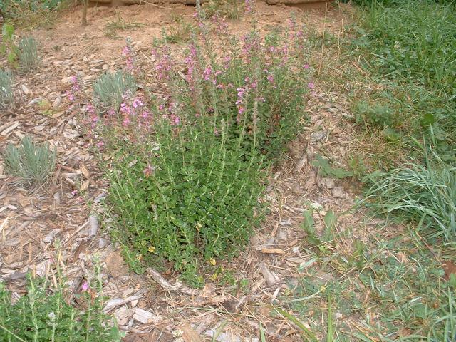 GERMANDER(T.chamaedrys) GERMANDER(T.chamaedrys)
